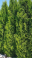 Preview: Thuja occidentalis "Smaragd" - (Lebensbaum Smaragd),